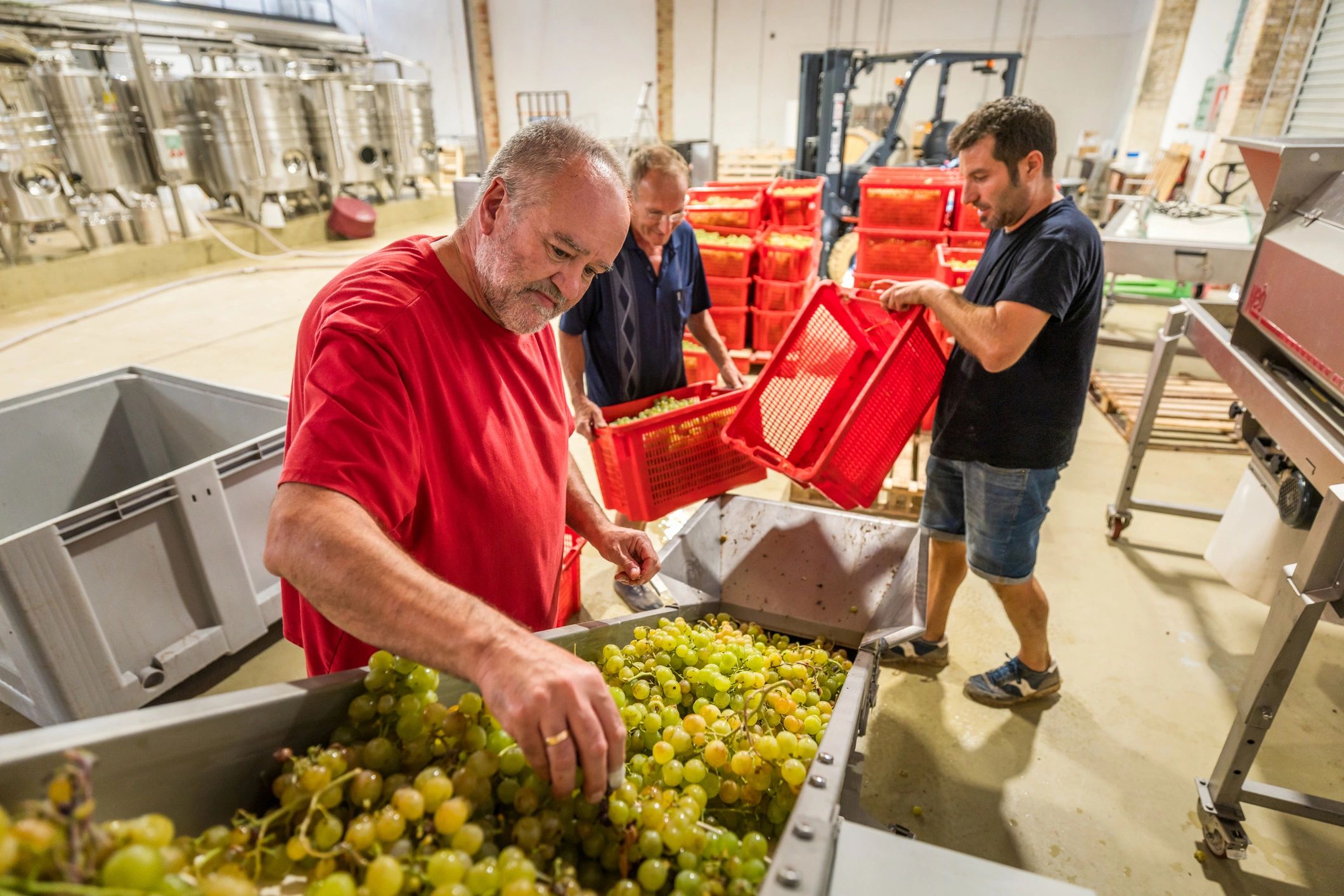 winery operations efficiency